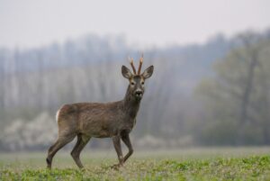 deer hunting