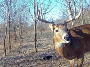 hunting land