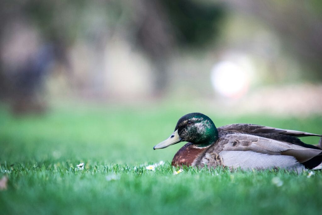 mallard