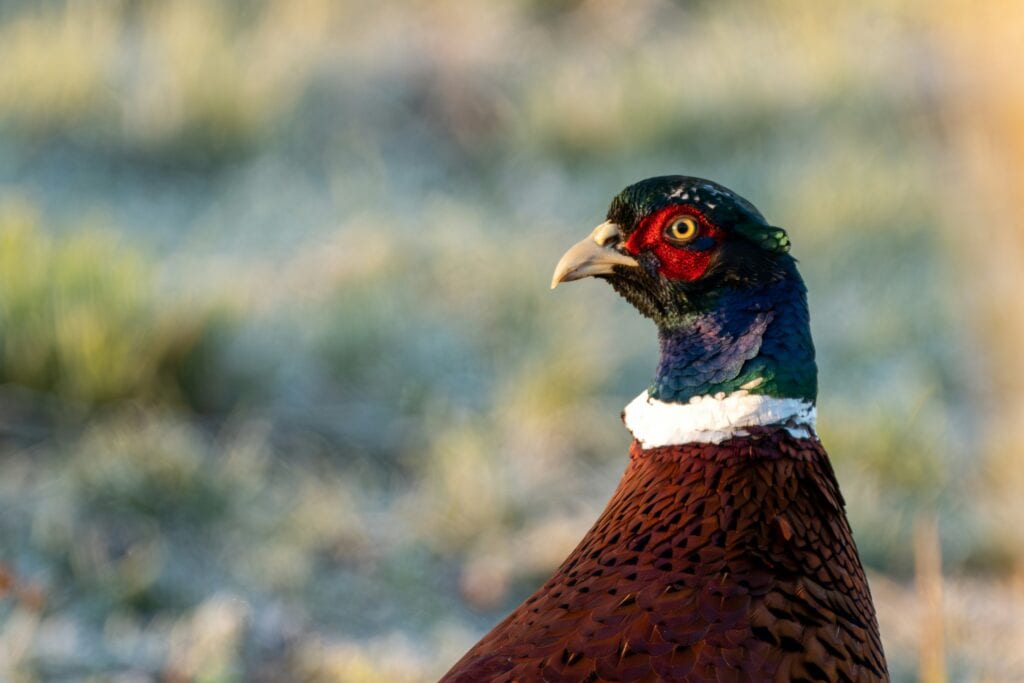 Ring-necked Pheasant