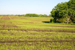 Kansas Land
