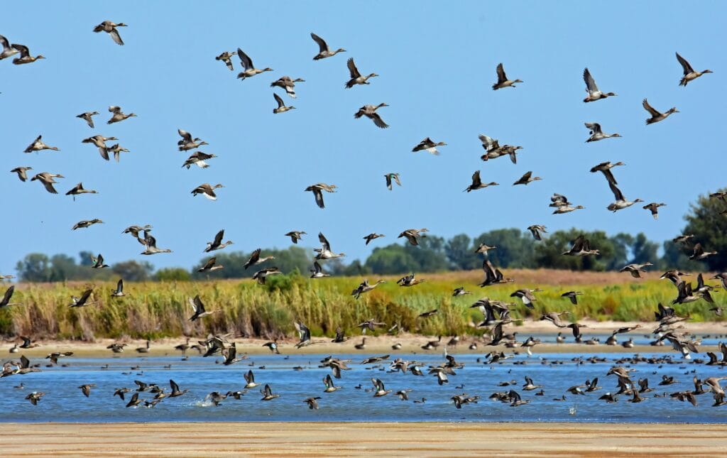 Kansas Waterfowl Hunting