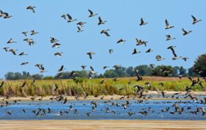 Kansas Waterfowl Hunting